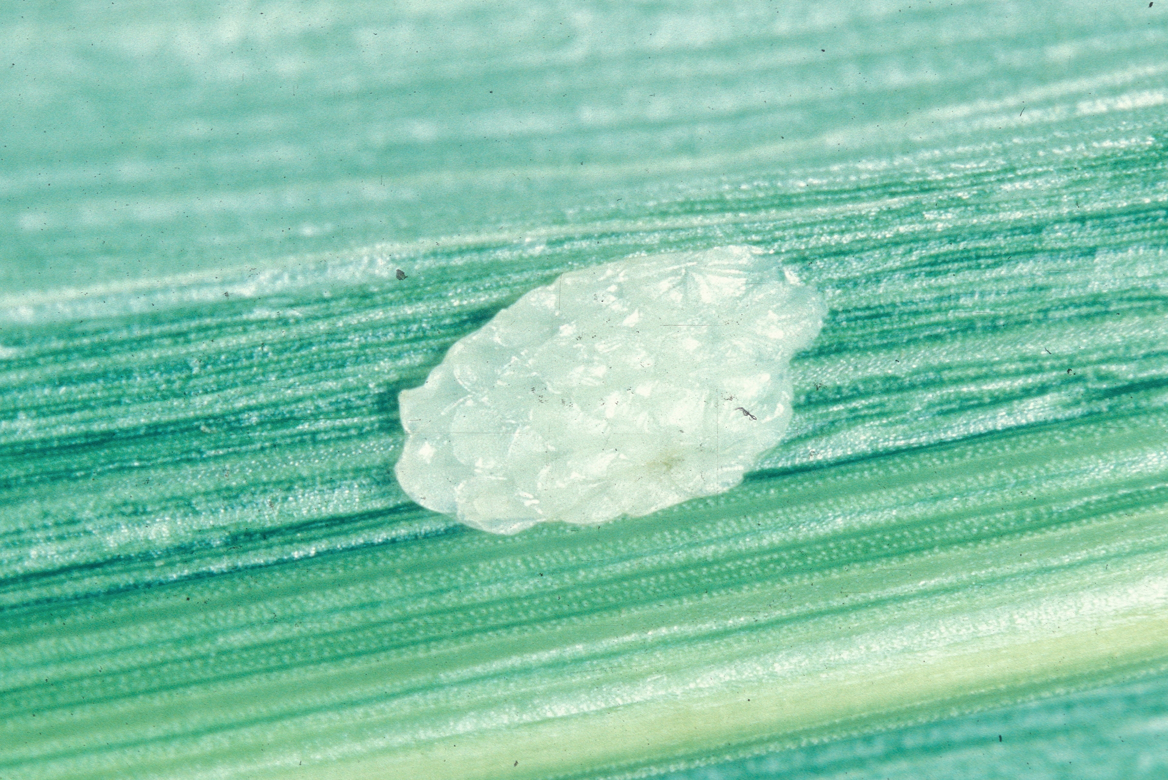 European corn borer eggs